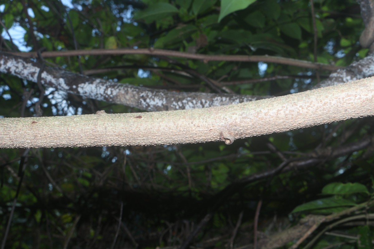 Aganope heptaphylla (L.) Polhill